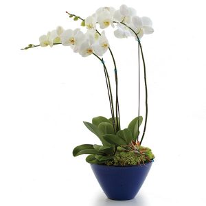Opulent Orchids Deluxe
