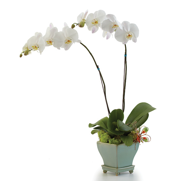 Opulent Orchids Deluxe