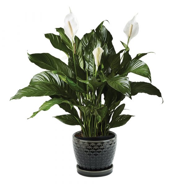 Peace Lily Potted Plant