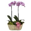 Delicate Deluxe Orchid Basket